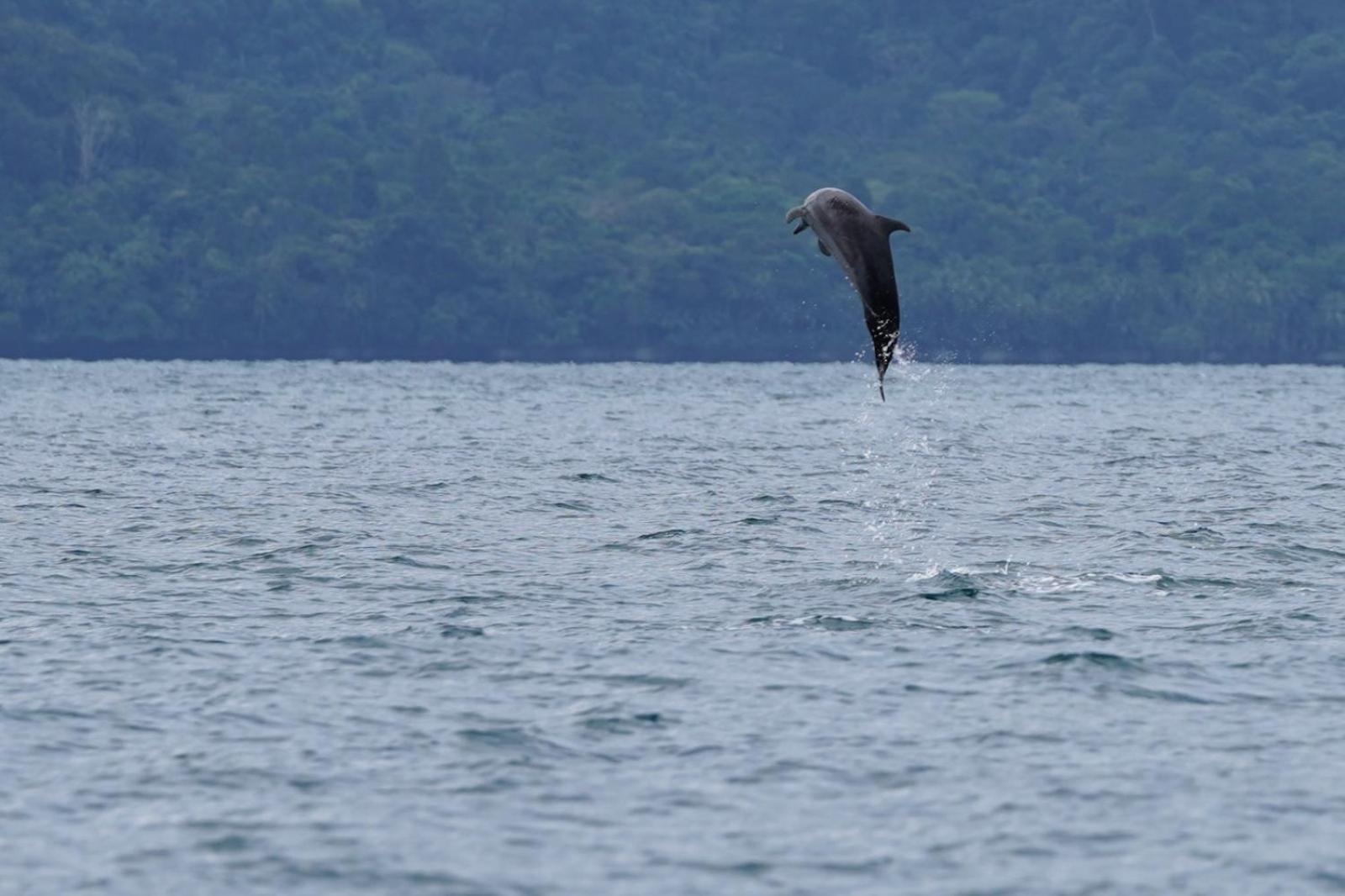 Dolphin Quest Costa Rica Villa Piedras Blancas Kültér fotó